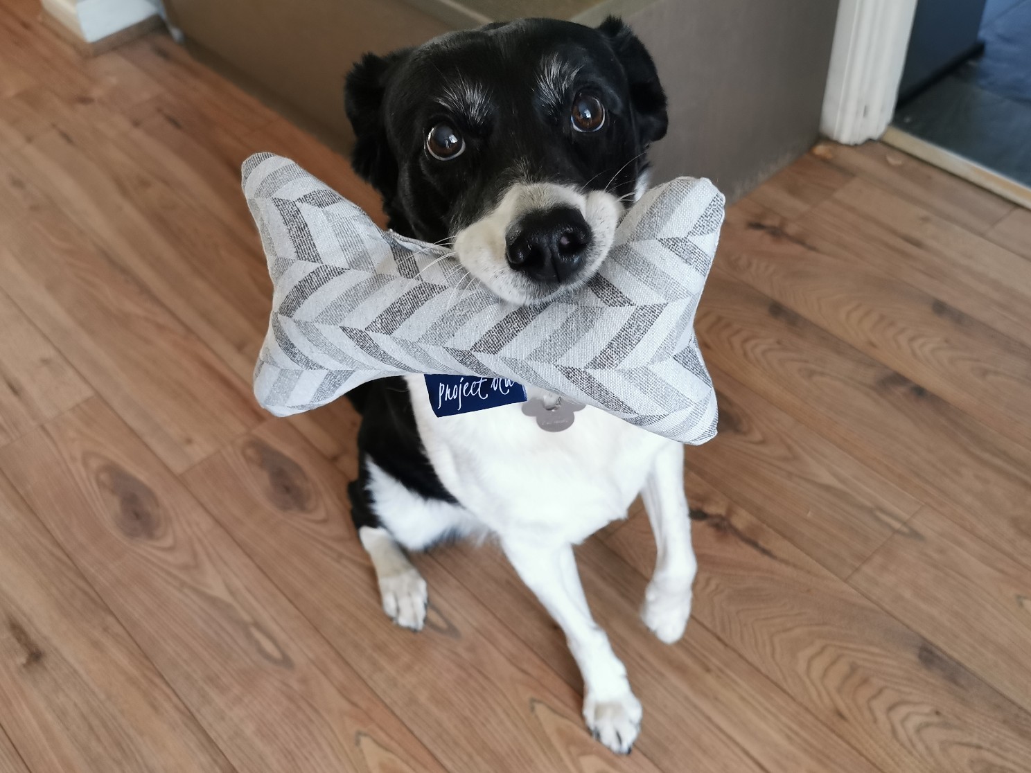 My Dog Kiera with Project Blu Eco Dog Toy Product