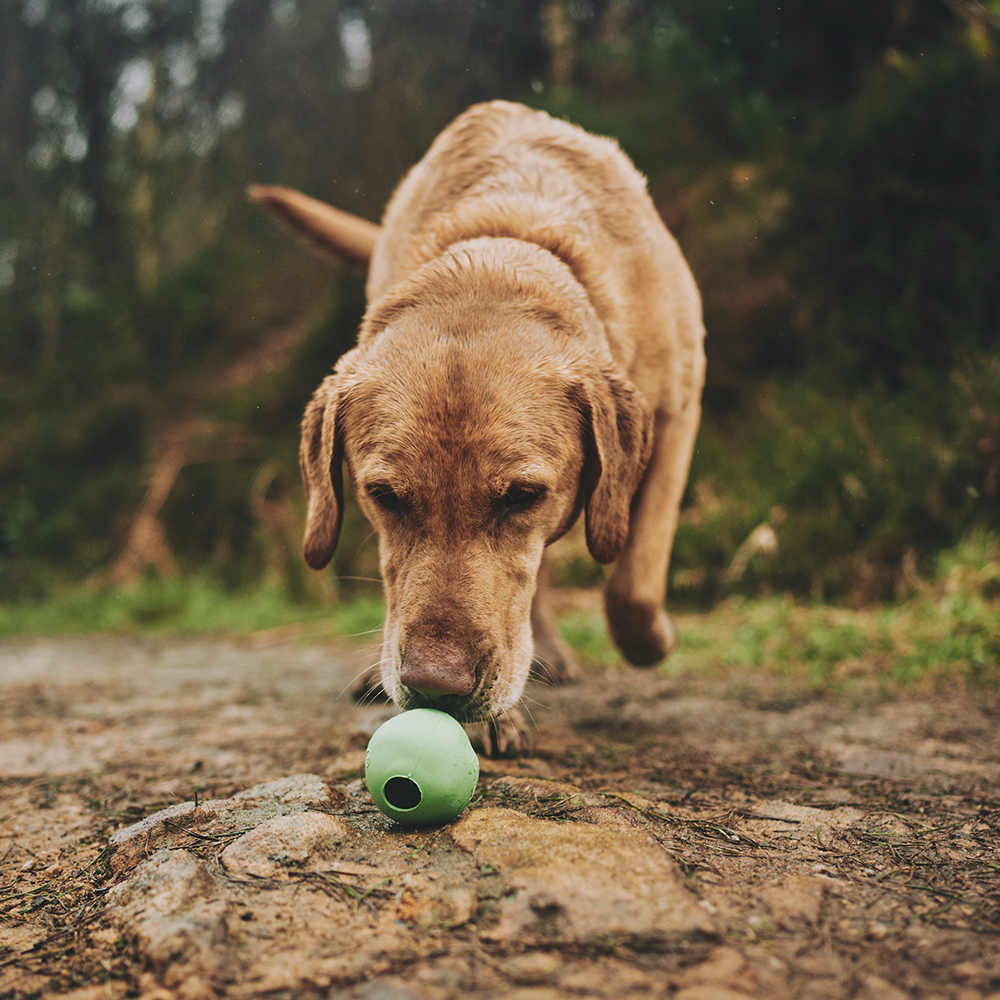 Beco Medium Blue Dog Toy Ball in Play